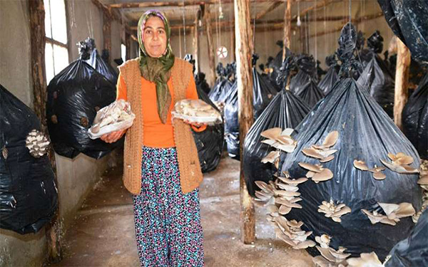 Ev Hanımıydı Devlet Destekli Hibe İle Mantar Tesisi Kurdu
