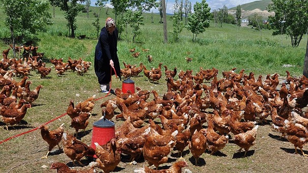 tavuk çiftliği ne kadar kazandırır 1